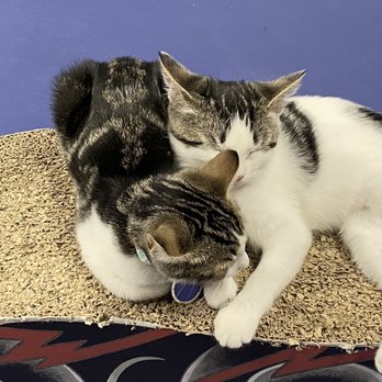 Tail Town - Soba + Ramen - Pet Adoption Near Me - Pasadena, California Tail Town - Soba + Ramen - Pet Adoption Near Me - Pasadena, California