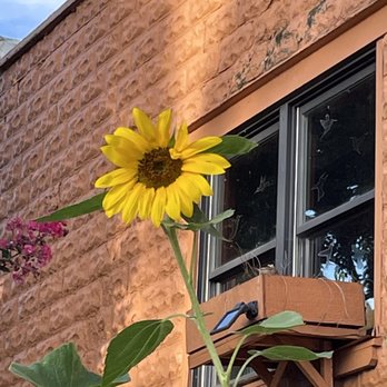 Local Bottleshop 604 - a sunflower in front of a window - Beer Bar Near Me - Asheville, North Carolina