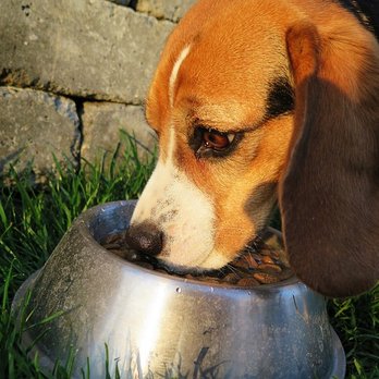 The Pet Wellness Group: Florence - Veterinarians Near Me - Florence, Kentucky