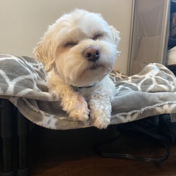 Petco - Groomed by JD - Pet Stores Near Me - Lynnwood, Washington