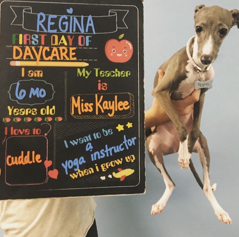 BarkPark West - pet boarding facility in Philadelphia, PA