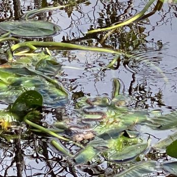Fern Forest Nature Center - Snake resting on a lily pad. - Parks Near Me - Coconut Creek, Florida