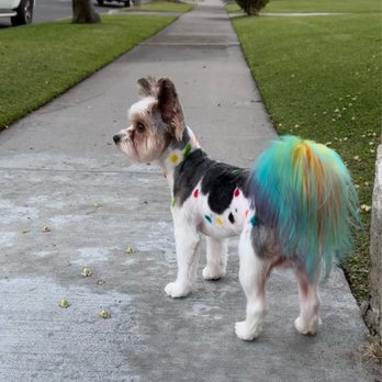 The Gentle Spot - Dye for pride month - Pet Groomers Near Me The Gentle Spot - Dye for pride month - Pet Groomers Near Me