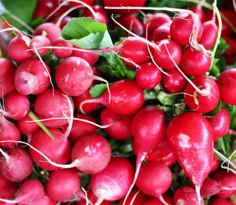 Canino Produce by null