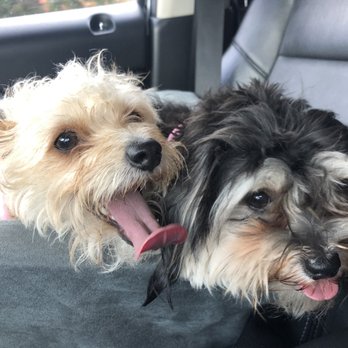 Doggi Dogi Spa - Before - Pet Groomers Near Me - Fullerton, California