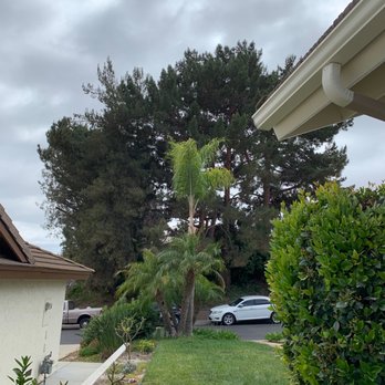 All Access Tree Care - After! - Tree Services Near Me - El Cajon, California All Access Tree Care - After! - Tree Services Near Me - El Cajon, California