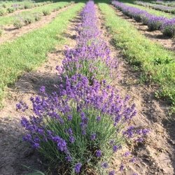 Hickory Creek Lavender Farm - Lavender fields in bloom