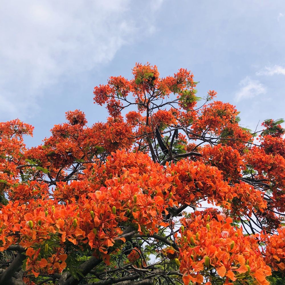Phipps Park Baseball - royal poinciana tree in bloom - Baseball Fields Near Me - West Palm Beach, Florida Phipps Park Baseball - royal poinciana tree in bloom - Baseball Fields Near Me - West Palm Beach, Florida