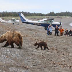 J Bear Tours - We often hike several miles, but sometimes the bears are right where we land.