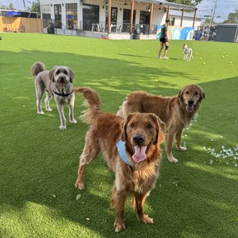 Bark House Social - Dog Parks Near Me - Austin, Texas