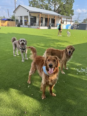 BARk House Social by null