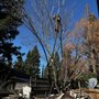 Photo of Alpine Tree Services