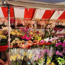 Asian Garden Flower Festival
