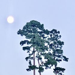 Herman Little Park - Moon at dusk.
