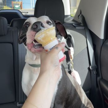 Modern Animal Mueller - My dog eating ice cream - Veterinarians Near Me - Austin, Texas Modern Animal Mueller - My dog eating ice cream - Veterinarians Near Me - Austin, Texas