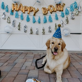 Happy Tails Barkery - Pet Stores Near Me - Gilbert, Arizona Happy Tails Barkery - Pet Stores Near Me - Gilbert, Arizona