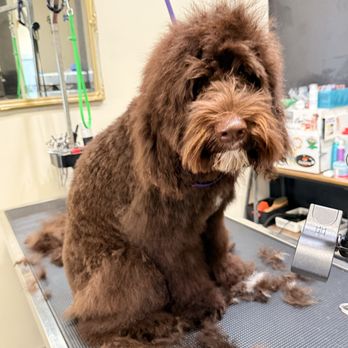 U dirty dawg - Pet Groomers Near Me - Clovis, California