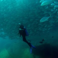 Dive In Baja