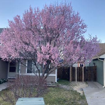 Bear Mountain Arborist - Tree Services Near Me