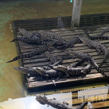 Gatorland - Zoos Near Me - Orlando, Florida