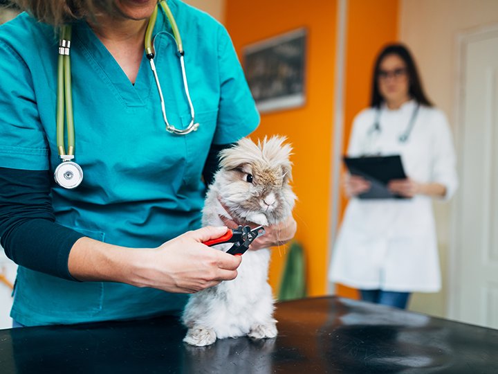 AFTER HOURS EMERGENCY ANIMAL CLINIC OF HOLLYWOOD Updated May 2024