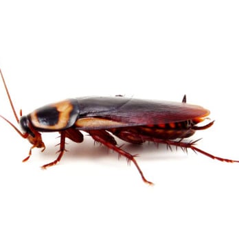 Coast Chem Exterminating - Roaches fear us! - Pest Control Near Me - Signal Hill, California Coast Chem Exterminating - Roaches fear us! - Pest Control Near Me - Signal Hill, California