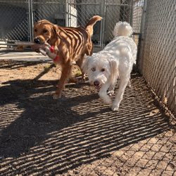 Darby's Pet Paradise