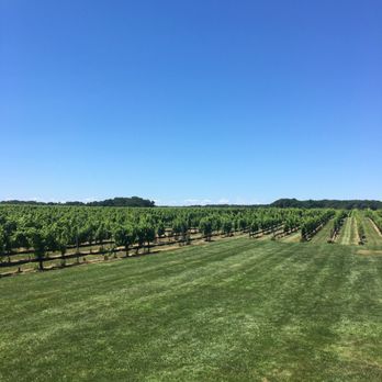 Paumanok - View of the vineyards. - Wineries Near Me - Aquebogue, New York Paumanok - View of the vineyards. - Wineries Near Me - Aquebogue, New York