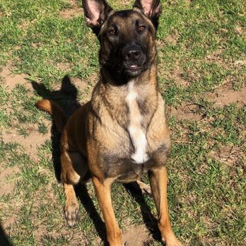 Heel Works - Our handsome, well-behaved boy! - Pet Training Near Me