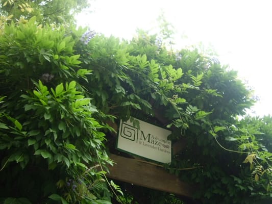 Ashcombe Maze & Lavender Gardens by null