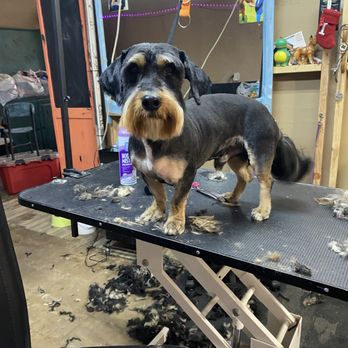 3d grooming - Pet Groomers Near Me - Slaton, Texas 3d grooming - Pet Groomers Near Me - Slaton, Texas
