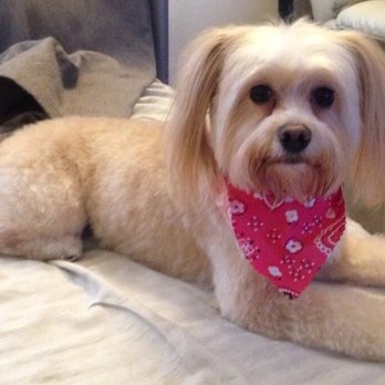 Roxy's Pooch Parlour - Pet Groomers Near Me - Los Angeles, California