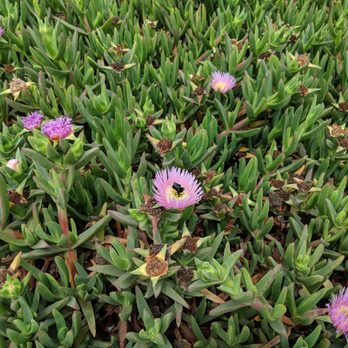 Pescadero State Beach - A bee in the sea fig - Beaches Near Me - Pescadero, California
