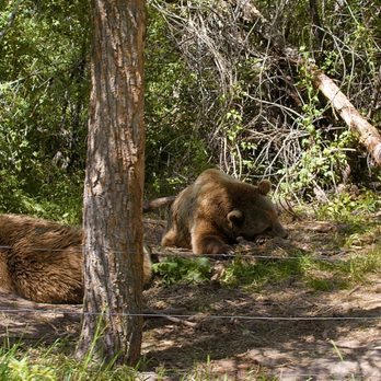 Yellowstone Bear World - Sleeping Grizzlys - Zoos Near Me - Rexburg, Idaho Yellowstone Bear World - Sleeping Grizzlys - Zoos Near Me - Rexburg, Idaho