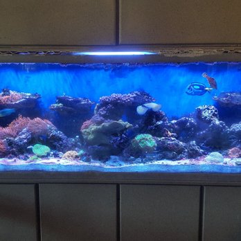 Jazmine Cafe - Beautiful Aquarium - Vietnamese Near Me - New Orleans, Louisiana Jazmine Cafe - Beautiful Aquarium - Vietnamese Near Me - New Orleans, Louisiana