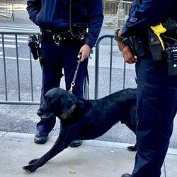 New York City Police Department - Posted with review 09/18/25