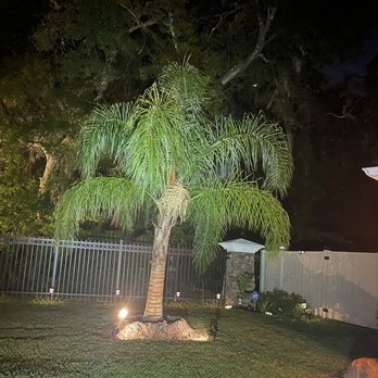 Palm Trees by Trent - The Queen Palm all lit up at night. Caleb is the nicest gentleman that knows all about Palm Trees and their health. - Nurseries & Gardening Near Me - Jacksonville, Florida Palm Trees by Trent - The Queen Palm all lit up at night. Caleb is the nicest gentleman that knows all about Palm Trees and their health. - Nurseries & Gardening Near Me - Jacksonville, Florida