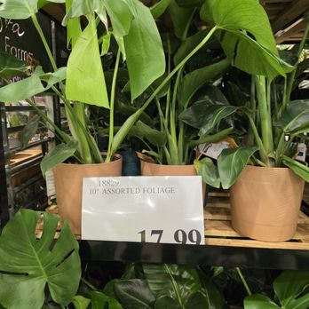 Costco Wholesale - House plants - Wholesale Stores Near Me - Lantana, Florida Costco Wholesale - House plants - Wholesale Stores Near Me - Lantana, Florida