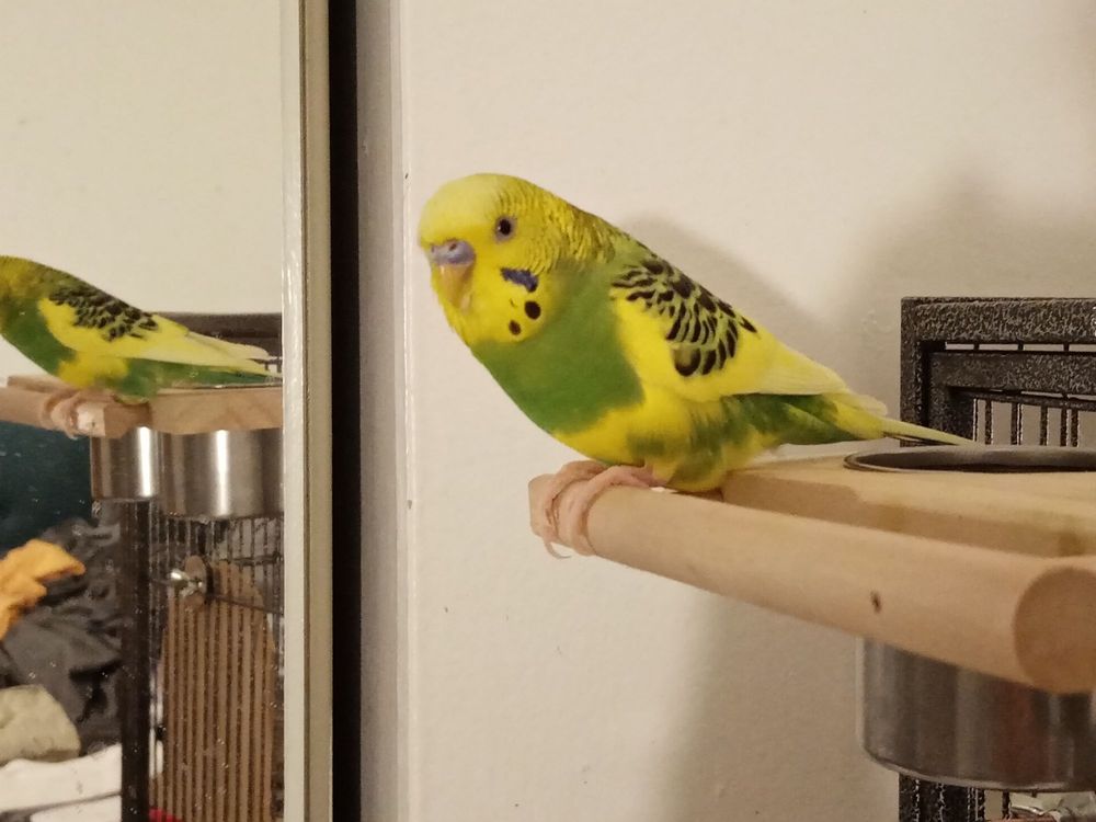 Gomez Pet Shop Image