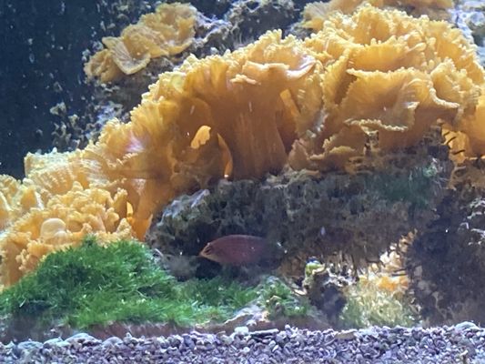 Old Town Aquarium by null