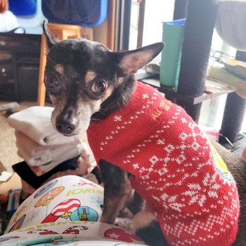 Wadena County Humane Society - My humans like to dress me up. This year our Christmas theme was the grinch. - Animal Shelters Near Me - Wadena, Minnesota Wadena County Humane Society - My humans like to dress me up. This year our Christmas theme was the grinch. - Animal Shelters Near Me - Wadena, Minnesota