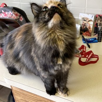 Waggs-N-Whiskers - Beautiful coat after getting groomed by WnW - Pet Groomers Near Me - Lakewood, Ohio