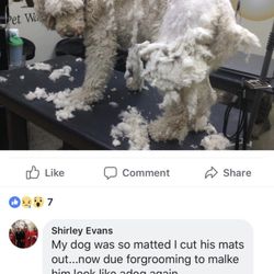 Michele's Pet Spa - Dog Mom shaming.