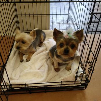 Jess's Barking Bubbles - Pet Groomers Near Me - Port Arthur, Texas