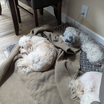 Professional Pet Sitting by Denise - My doggies lounging at Denise's. - Pet Sitting Near Me Professional Pet Sitting by Denise - My doggies lounging at Denise's. - Pet Sitting Near Me