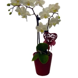 Blumen Claudia