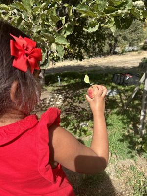 Stone Soup Farm & Heritage Orchard by null