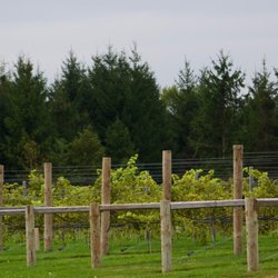 Cracked Barrel Winery