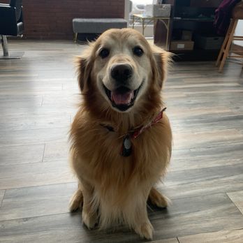 SD Grooming - Pet Groomers Near Me