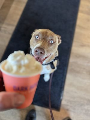 Dark Horse Coffee Roasters by null